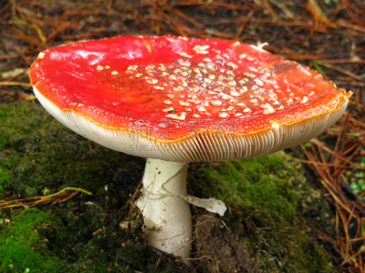 毒蝇菇,蘑菇,真菌,自然,水平画幅,无人,色彩鲜艳,有毒生物体,真菌学,菌腮