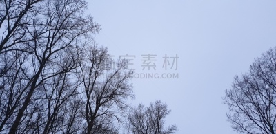 枝,叶子,冬天,秃树,寒冷,曙暮光,死的,一个人,环境,黄昏