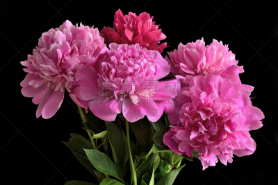 花束,牡丹,粉色,五个物体,黑色背景,美,芳香的,水平画幅,夏天,偏远的