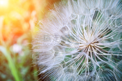 蒲公英,欧洲赤松,水平画幅,无人,特写,俄罗斯,白色,植物,光,柔和
