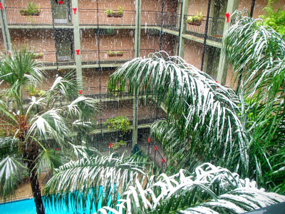 棕榈树,旅游目的地,水平画幅,雪,无人,圣诞装饰物,十二月,热带气候,冬天