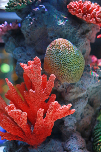 珊瑚,水族馆,肉芝珊瑚,coralline red algae,大象耳,埃及眼镜蛇,滤食性动物,脑珊瑚,槲树,寄生蟹