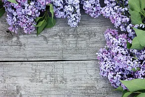 丁香花 留白 仅一朵花 背景 顶部 风景 破碎的 木制 紫色 芳香的图片素材下载 稿定素材