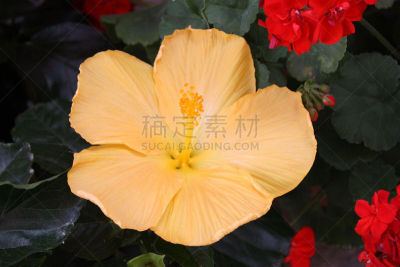 园林,木槿属,黄色,意大利,茶树,苘麻,水平画幅,无人,芙蓉茶,夏天
