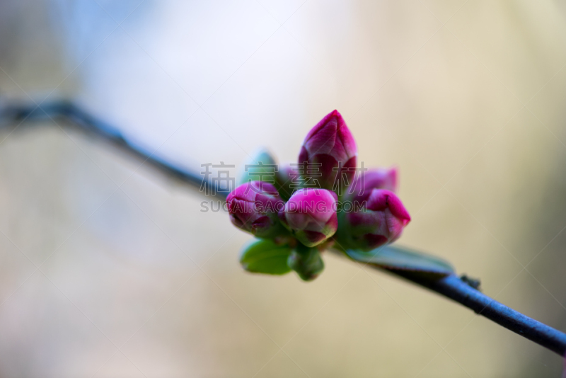 花蕾,自然美,紫色,春夏系列,秧苗,天空,新的,水平画幅,无人,户外