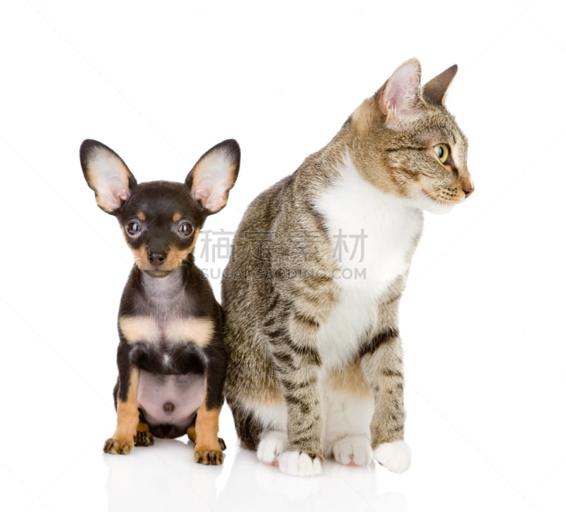 猫,狗,白色背景,分离着色,toy terrier,幼兽,水平画幅,注视镜头,梗犬