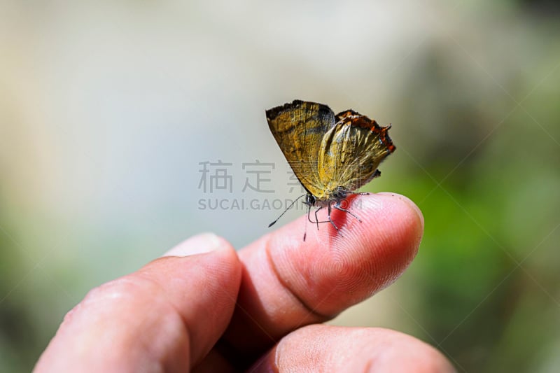 泰国,蝴蝶,花园蜘蛛,灰蝶科,蝉,蟑螂,蚊子,黑脉金斑蝶,导管