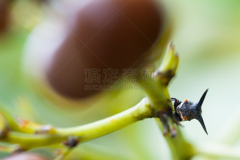 角蝉,飞虱,叶蝉,自然,野生动物,水平画幅,绿色,生物,无人,特写