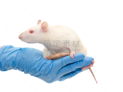 可爱的,实验大白鼠,白色,手,研究人员,动物保护,动物研究,健康保健,手套,背景分离