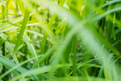 植物,背景,概念,叶子,日光,菜园,清新,簇叶从生的,热带气候,环境