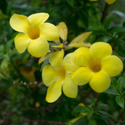 菜园,美,毛莨科,软枝黄蝉,特写,泰国,明亮,农作物,夹竹桃,赤素馨花