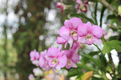 兰花,粉色,背景,菜园,仅一朵花,运动模糊,美,水平画幅,无人,古典式