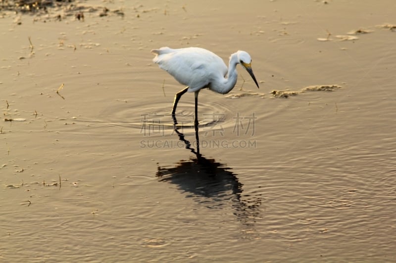 白鹭,悄悄接近猎物,鱼类,雪白鹭,水,野生动物,水平画幅,青卡蒂国家野生动物保护区,鸟类,户外