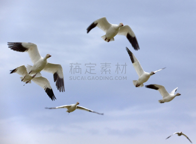 雪雁,特写,天空,公园,水平画幅,家禽,鸟类,动物身体部位,野外动物,户外