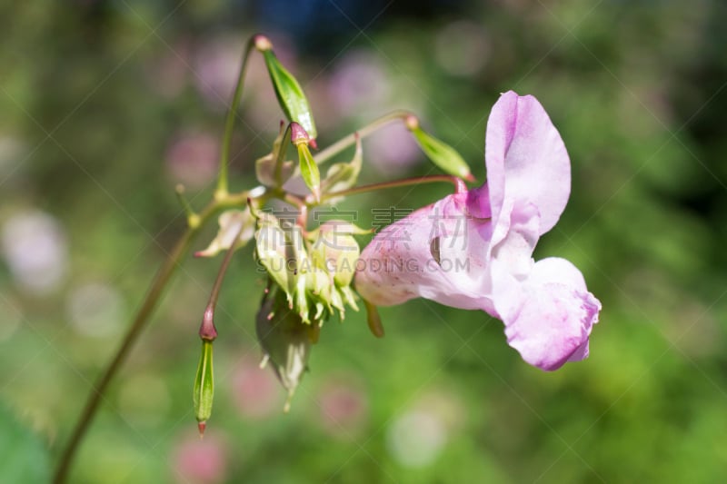 凤仙花属植物,观赏宝石草,水平画幅,无人,特写,仅一朵花,明亮,花蕾,植物,荷兰