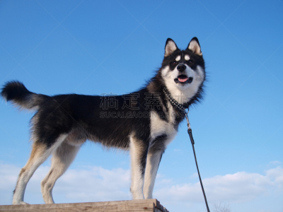 天空,背景,饲养员,雪橇犬,西伯利亚哈士奇犬,高视角,夏天,哺乳纲,狗,外套