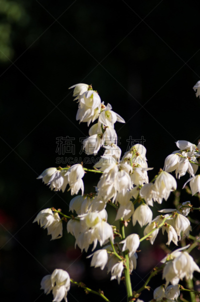 特写,白色,灌木,小丝兰,公园,垂直画幅,美,芳香的,枝繁叶茂,无人