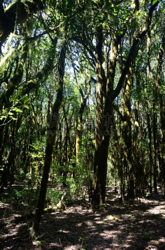 戈梅拉,地形,极端地形,绿色,自然美,宁静,自然,风景,图像,垂直画幅