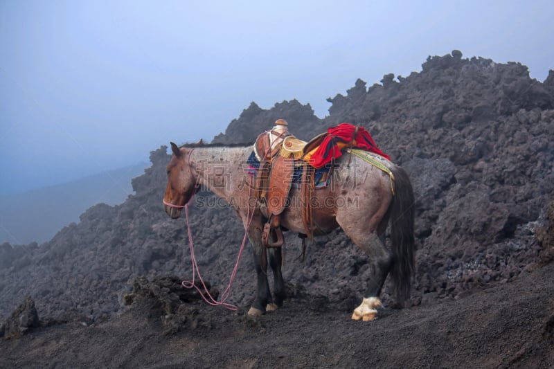 危地马拉,帕卡亚火山,马,水平画幅,无人,黑色,等,动物,暗色,山顶