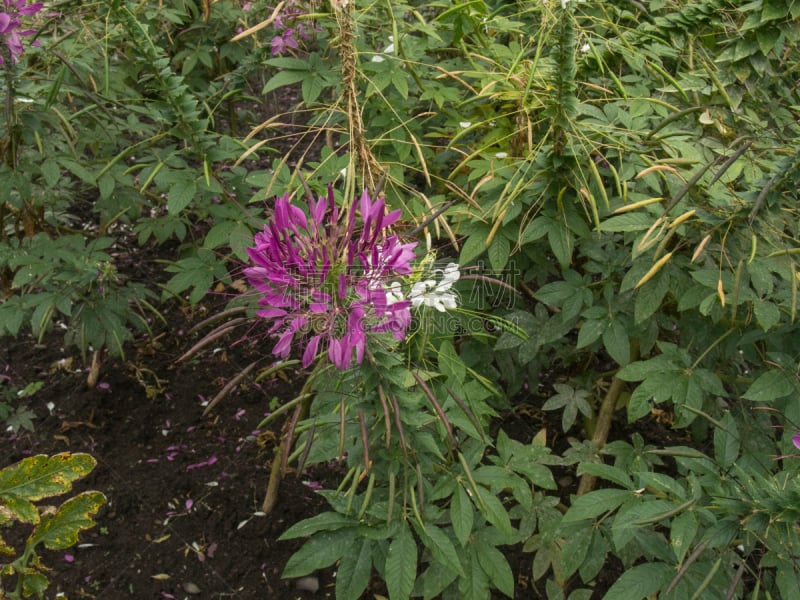 醉蝶花,园林,自然,水平画幅,无人,夏天,白昼,蒙特利尔,摄影,花