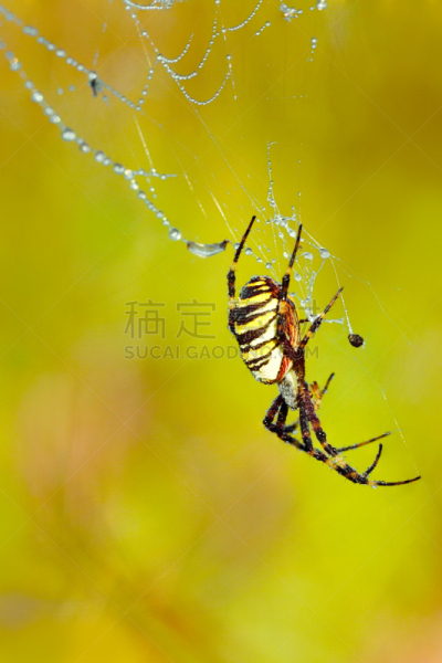 断纹金蛛,自然,垂直画幅,蜘蛛网,绿色,蜘蛛恐惧症,有毒生物体,蜘蛛纲,户外,特写