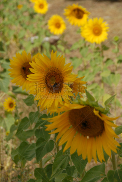 垂直画幅,绿色,无人,趋光性,夏天,太阳,common sunflower,向日葵籽,维生素a,植物