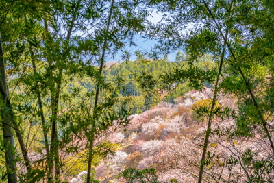 日本,吉野山,泉,加美,吉野郡,奈良市,奈良县,里山,那珂郡,水平画幅