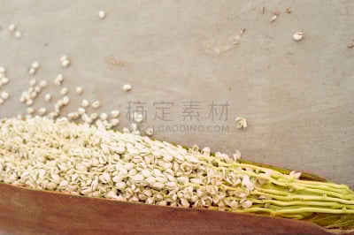 椰枣树,水平画幅,蜜蜂,无人,棕榈目,户外,海枣树,单子叶植物,鸭跖草类植物,彩色图片