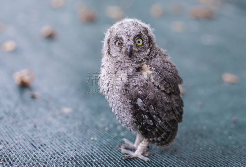 小猫头鹰,tengmalm's owl,短耳枭,黄眼睛,动物主题,灰色,自然美,动物,2015年,幼小动物