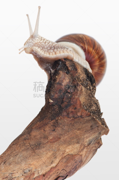 动物,枝,蜗牛,垂直画幅,软体动物,缓慢的,泥泞的,干的,粘液,胶浆