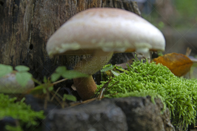苔藓,蘑菇,水平画幅,孢子,无人,禁止的,干的,特写,地衣,生长