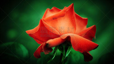 绿色,红色,美,芳香的,水平画幅,符号,夏天,玫瑰,特写,仅一朵花