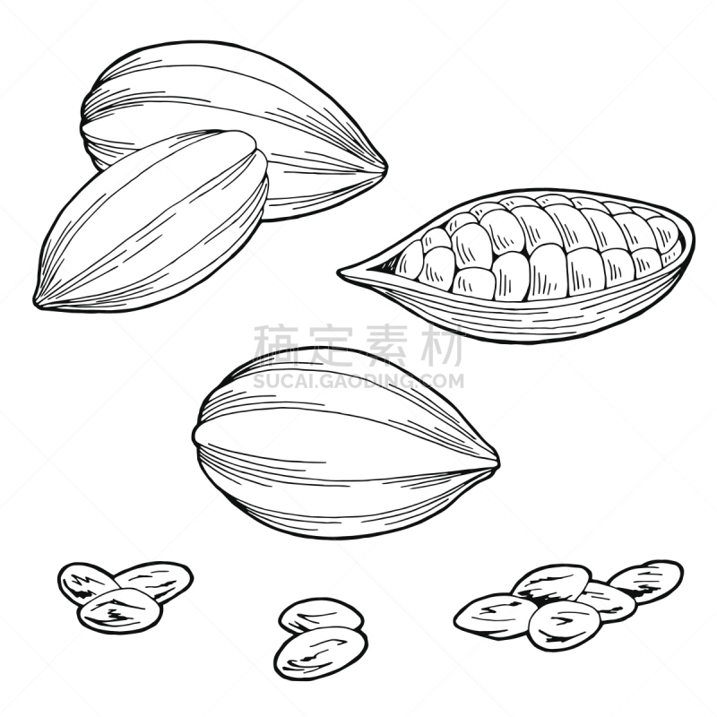 可可豆,草图,绘画插图,白色,矢量,黑色,插画,分离着色,梧桐科植物,可可树的果实