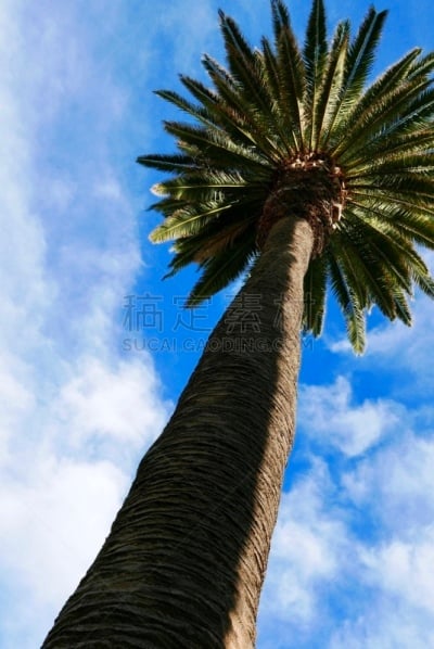 棕榈树,加利福尼亚,气候,旅途,好莱坞,怪异,黄昏,枝繁叶茂,甜点心,建筑特色