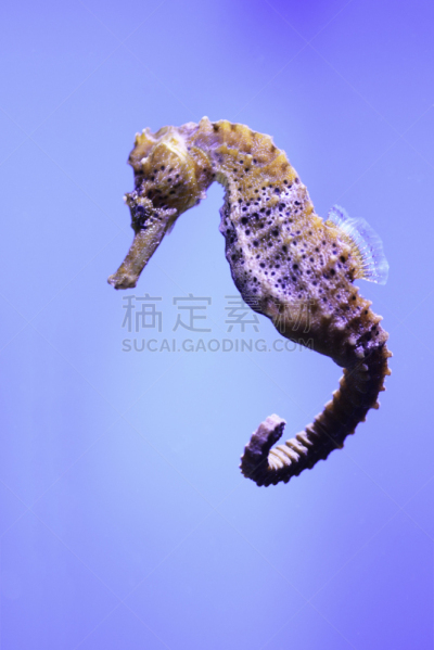 刺海马,垂直画幅,水,野生动物,美国,热带鱼,无人,海马,动物,海洋生命