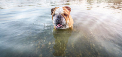 可爱的,英格兰斗牛犬,水,美,寻回犬,水平画幅,进行中,湿,夏天,户外