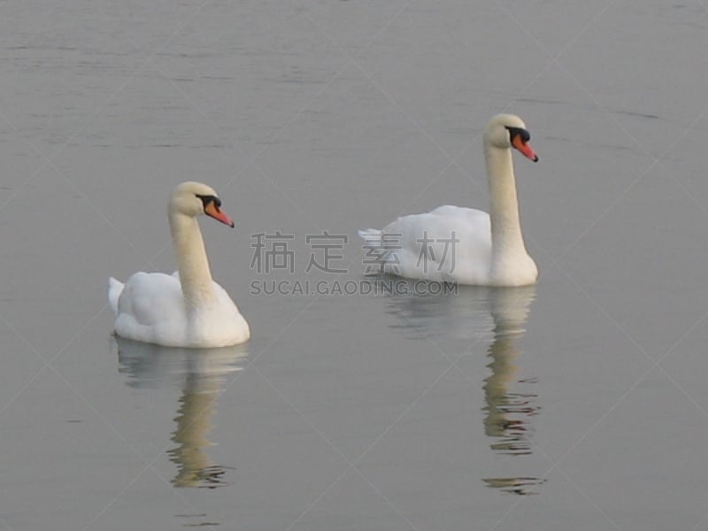 鸟类,池塘,冬天,大斑背潜鸭,装饰鸭,毽子,秋沙鸭,水平画幅,家禽,动物身体部位