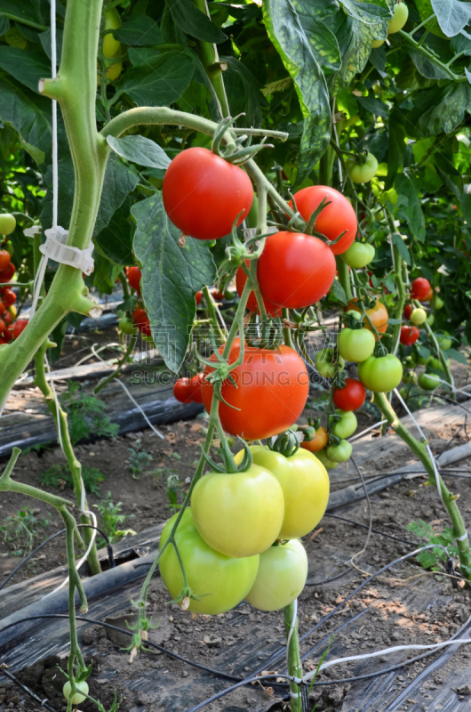 西红柿,温室,植物苗圃,垂直画幅,素食,园艺,果汁,夏天,户外,农作物