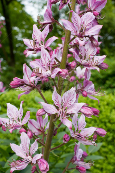 菜园,粉色,白藓皮,白藓属,芸香科,垂直画幅,美,夏天,户外,特写