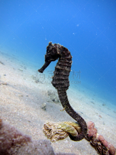 海马,黑色,达哈巴,中东,濒危物种,海洋生命,垂直画幅,图像,海草,海洋