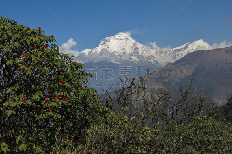 道拉吉利峰,杜鹃花属,红色,冰瀑,安纳普纳生态保护区,水平画幅,雪,无人,喜马拉雅山脉,户外