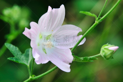 Altea medicinal, or Altea apothecary (lat. Althaéa officinális) is a perennial herb, a species of the Althea genus of the Malvaceae family. Althaea officinalis, or marsh-mallow.