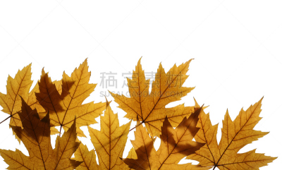 白色,枫叶,分离着色,银色,公园,褐色,水平画幅,无人,特写,明亮