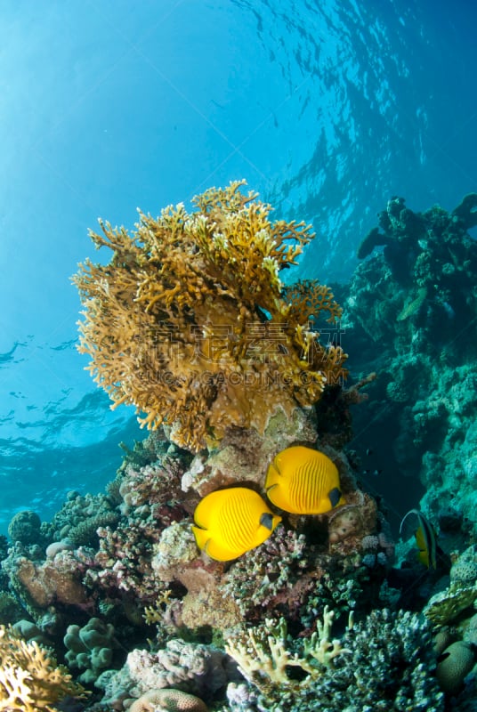 戴面具蝴蝶鱼,礁石,鸡尾酒,珊瑚海,红海,自然,垂直画幅,水,野生动物,旅游目的地