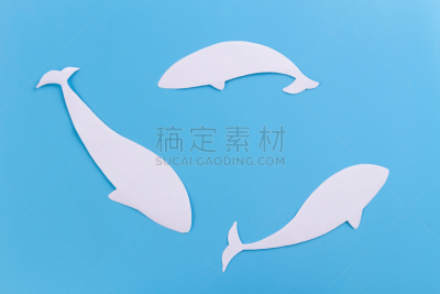 海洋,鲸,濒危物种,野生动物,哺乳纲,船,蓝鲸,动物,尾巴,鲸类