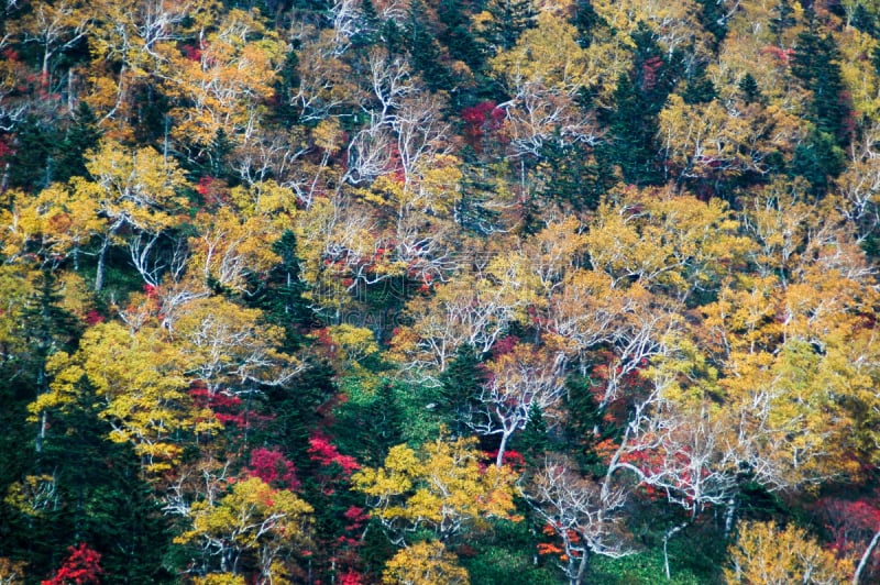 山口,叶子,秋天,日本,北海道,黑云杉,日高山脉,带广,十圣县,水平画幅