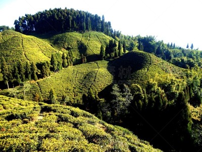日本茶道公园,园艺师,茶树,水平画幅,地形,园艺,环境,生活方式,户外