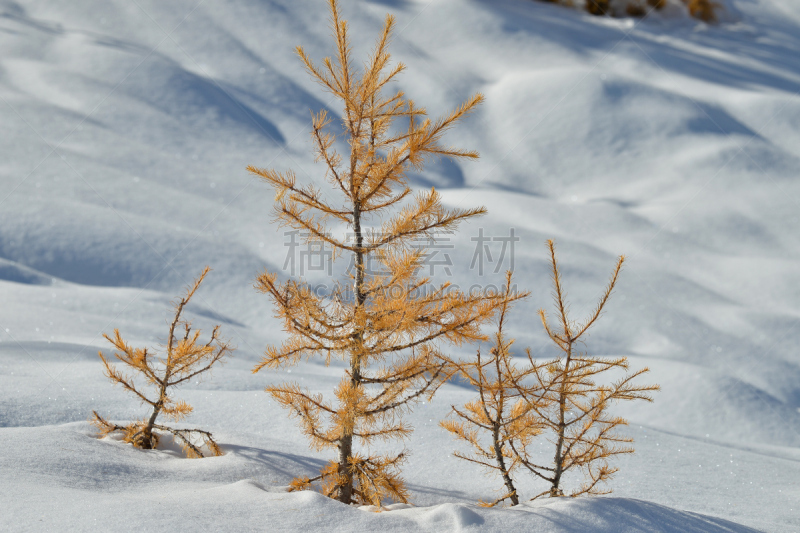 落叶松,斯图亚特山,卡斯基德山脉,水平画幅,秋天,雪,无人,户外,黄色,日光