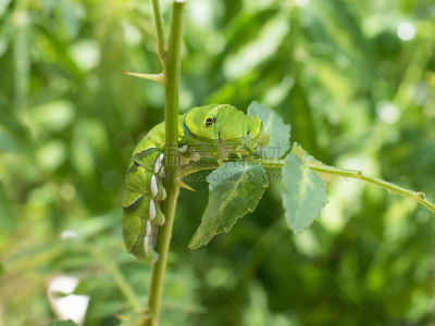 幼虫,凤尾蝶,水平画幅,生物,蝴蝶,无人,东京,毛虫,昆虫,cabbage worm