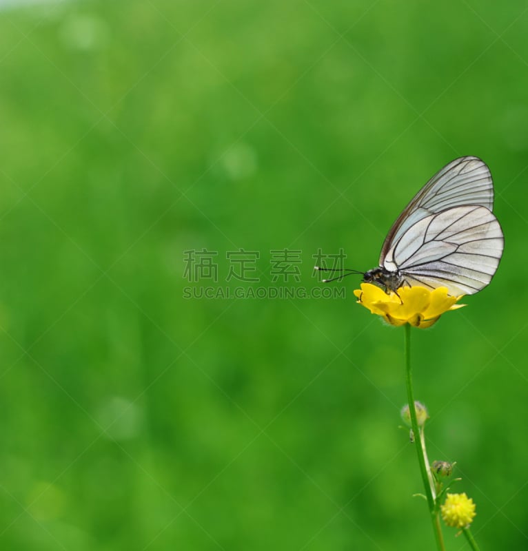 蝴蝶,仅一朵花,黑脉纹白蝴蝶,自然,垂直画幅,式样,石南花,无人,夏天,户外